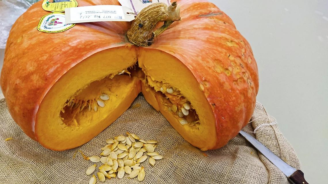 “ZuccaInPiazza” colora d’arancione il Borgo di Rocchetta