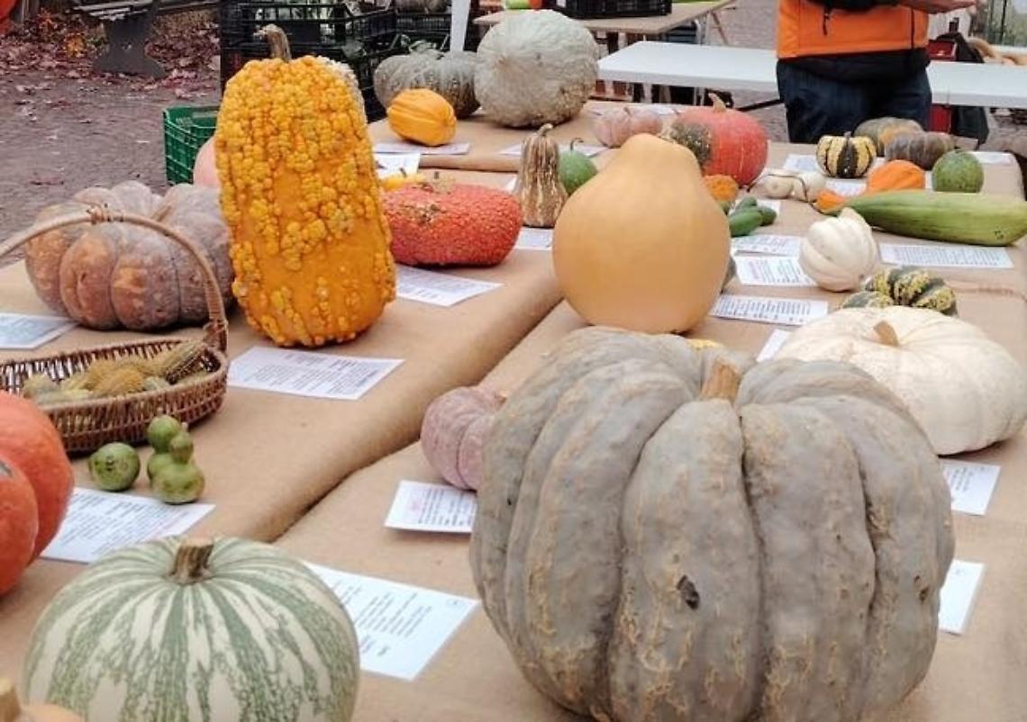 Le zucche di Piozzo conquistano anche la Lombardia e l’Emilia