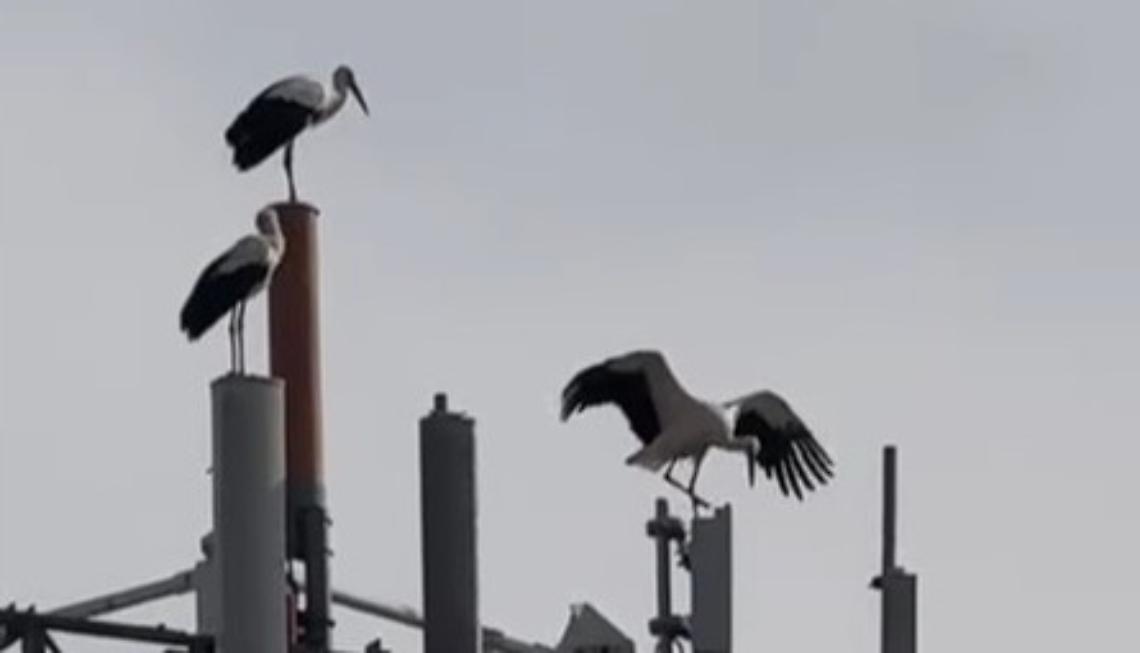 Tre cicogne in pieno centro a Cuneo