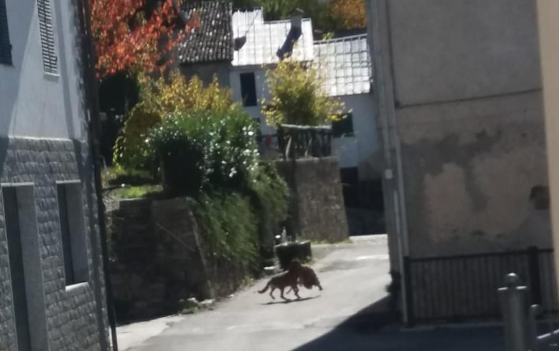 Un lupo avvistato in centro a Monasterolo casotto