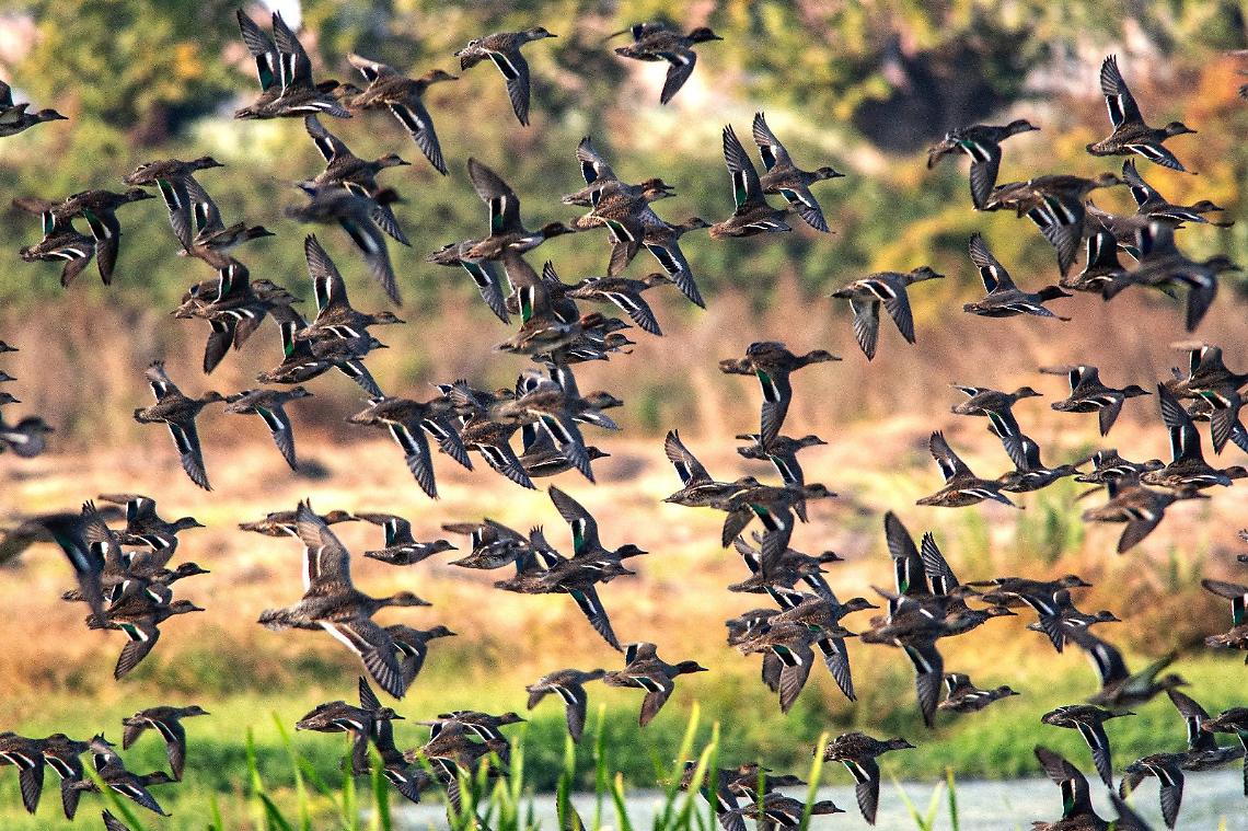 Un tappeto di anatre sull'acqua: spettacolo naturale al Centro Cicogne