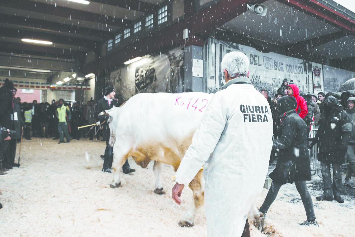 Fiera del Bue grasso: ecco il piano per (tornare) a muovere e far vedere gli animali