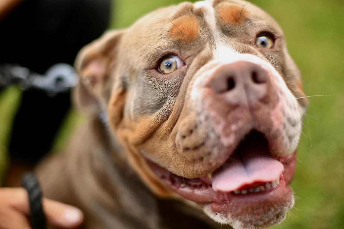 Matteo, runner 36enne attaccato da un pitbull mentre si allena per la Maratona