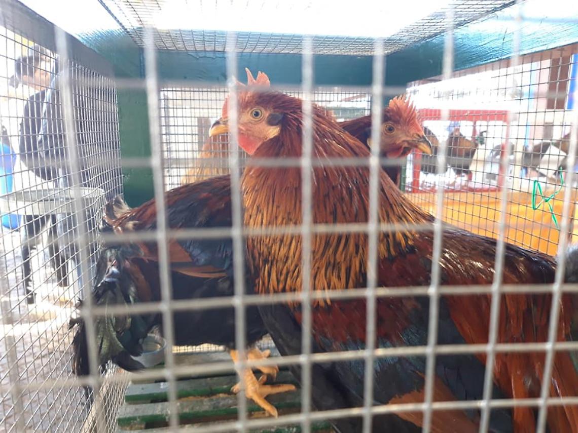 Fiera del Cappone di Morozzo 2025: orari, programma e come partecipare