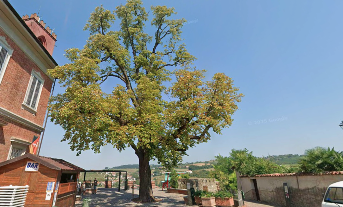 In paese ci sono tre alberi "monumentali" da preservare: un ippocastano, un pioppo e un bagolaro