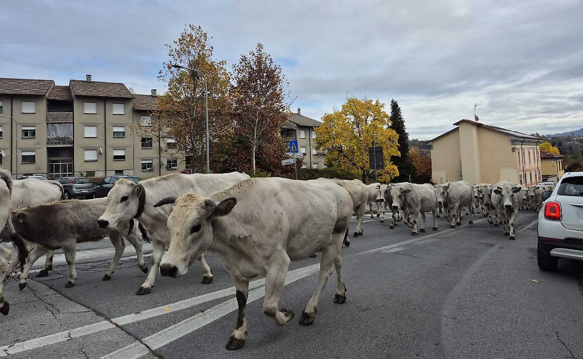 Mucche a spasso&hellip; per Piazza!