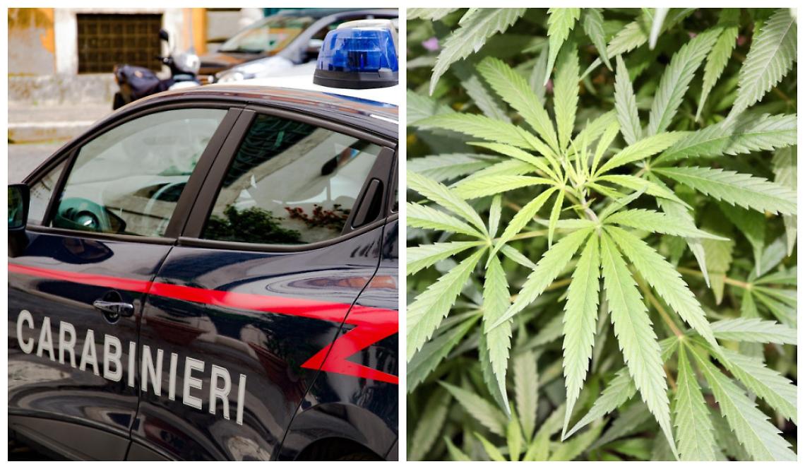 Legato e picchiato un 24enne, custode di un deposito di cannabis legale