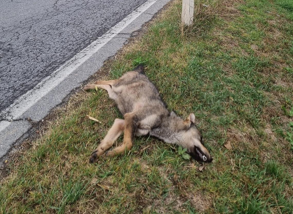 Lupo investito da un'auto sulla Fondovalle Tanaro, questa mattina