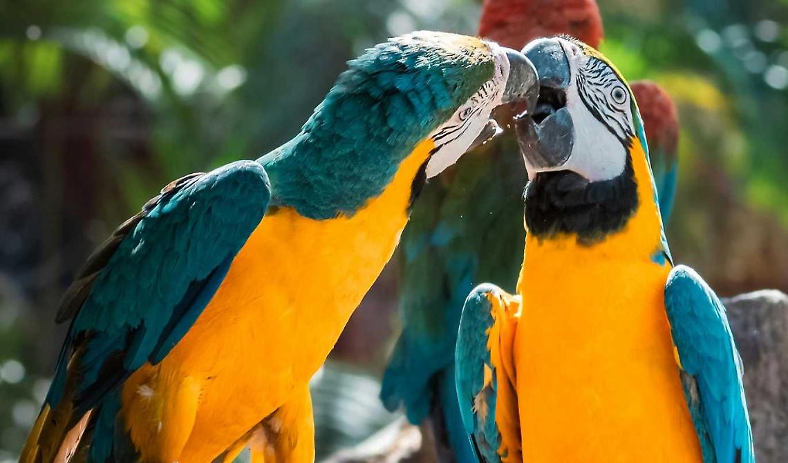 Piemonte difende la pet economy: "Un sostegno per chi lavora con animali esotici"