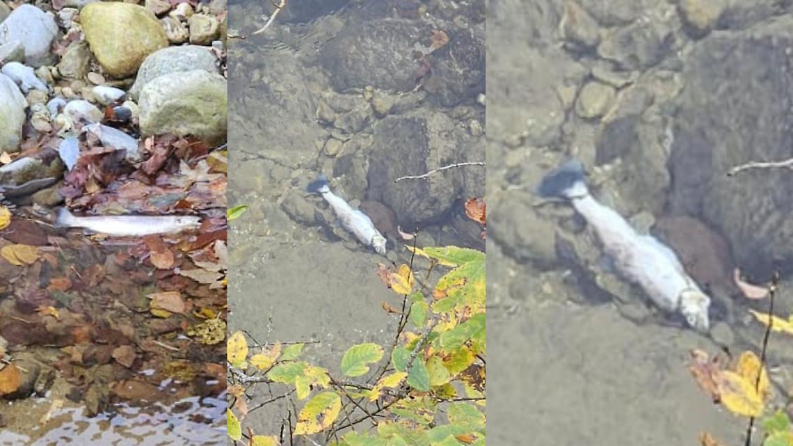 Preoccupazione per una moria di pesci nel Maudagna: intervengono i Forestali