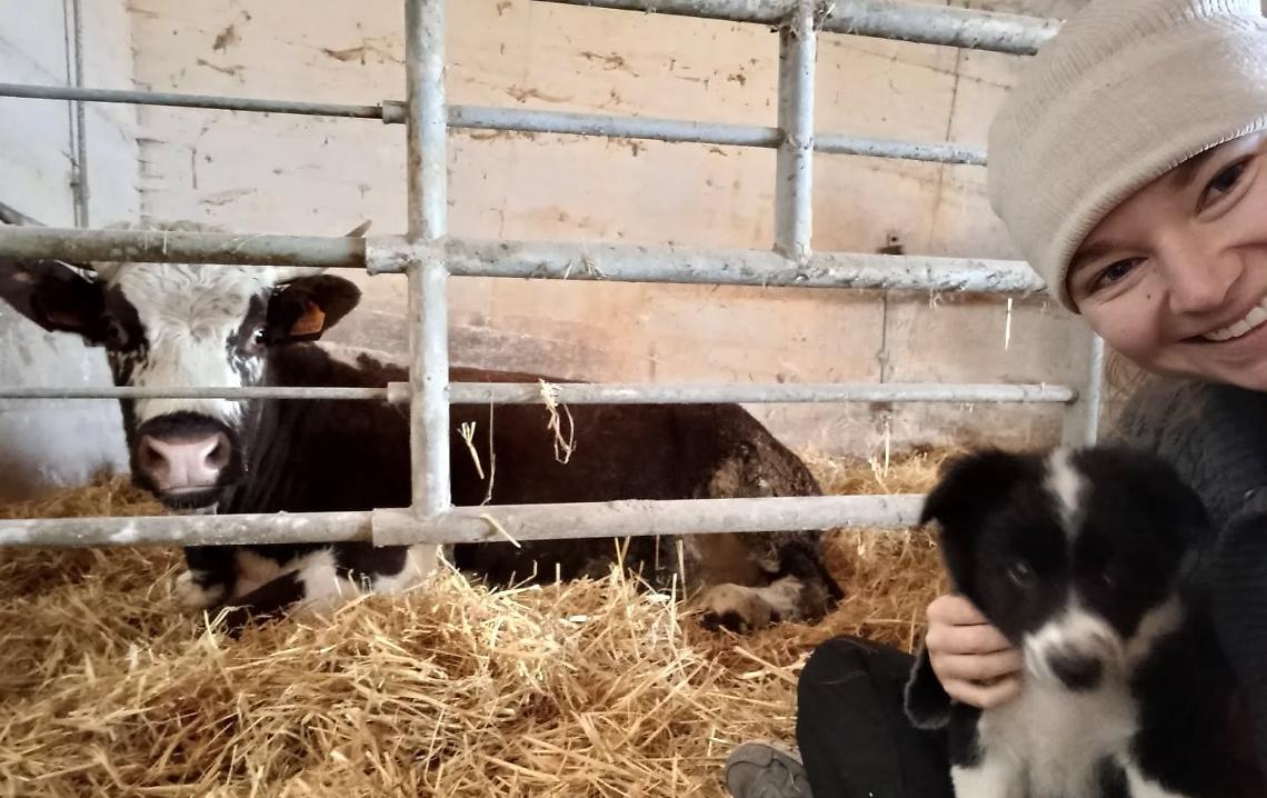 In Alta Langa arrivano le mucche Barà: una razza antica, che rischia l'estinzione 