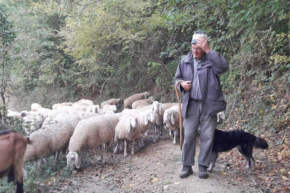 Romano, 85 anni, guida ancora il suo gregge nella transumanza