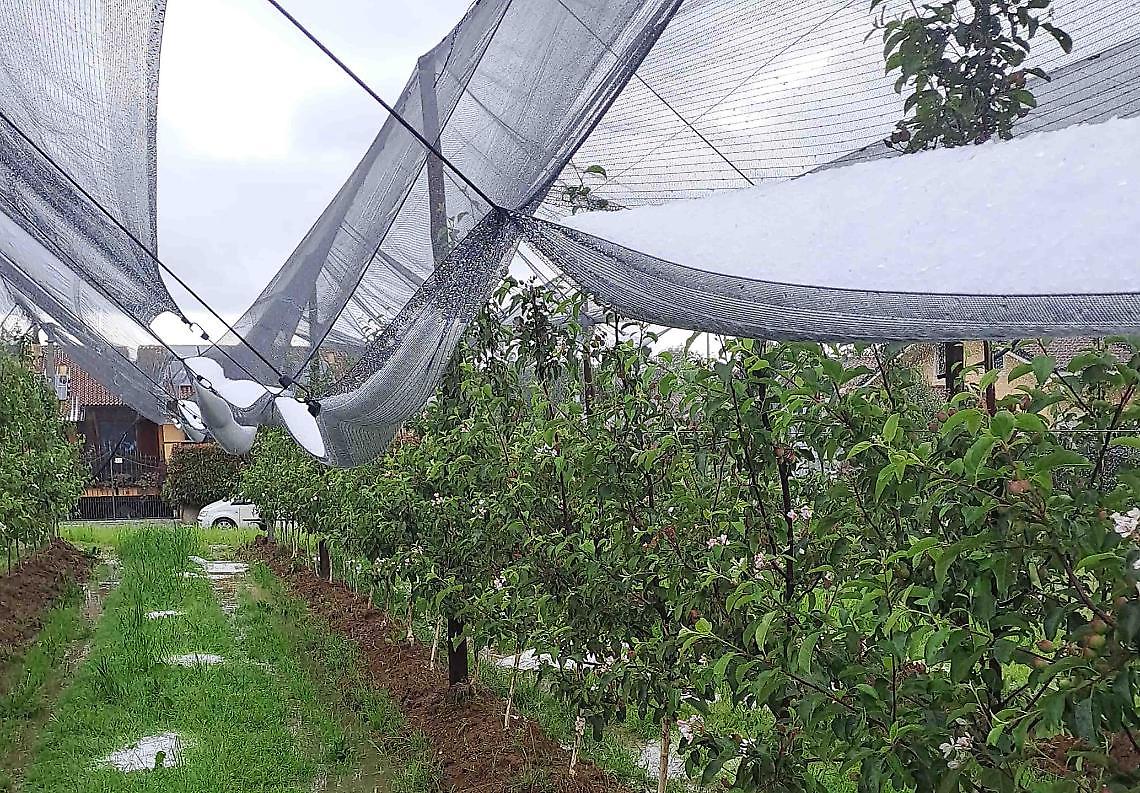 Grandine e gelate, un devasto per l'agricoltura: «Ora i fondi per reti e antigelo»
