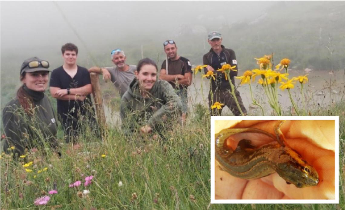 Alle sorgenti del Belbo un tritone speciale