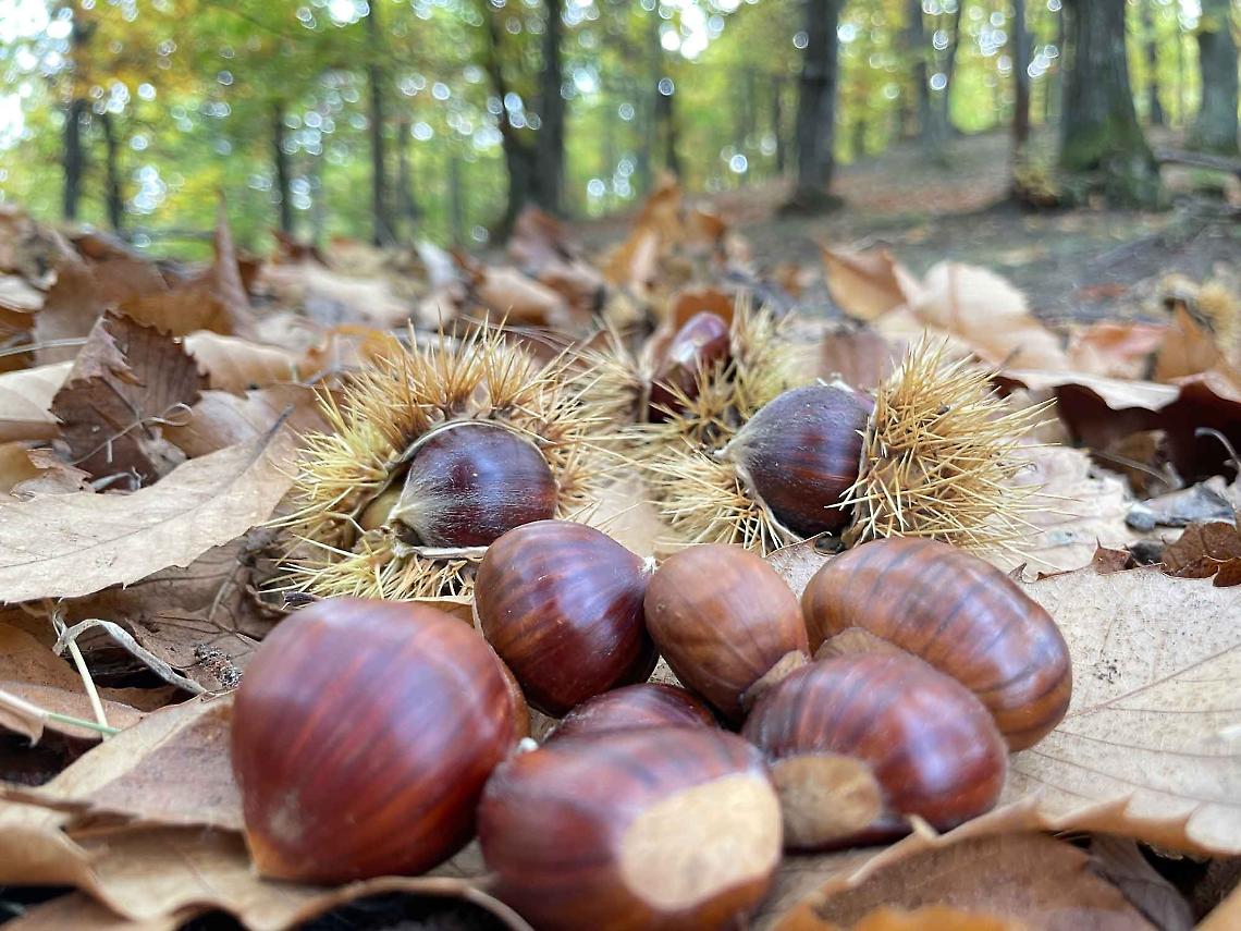 Le castagne di Cuneo diventano superfood e conquistano l'Italia