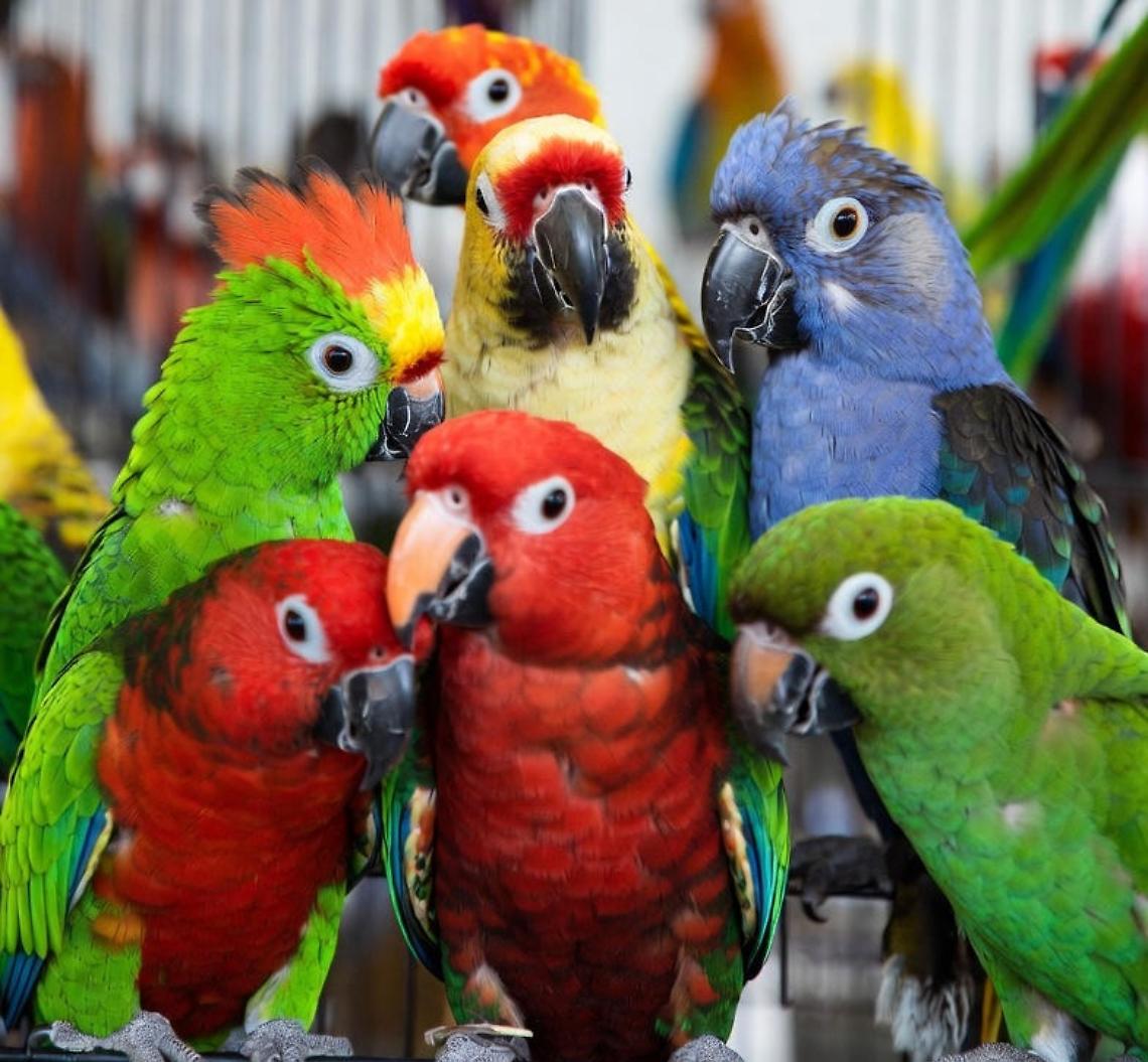 Migliaia di visitatori tra uccelli da canto, da compagnia, ornamentali ed esotici