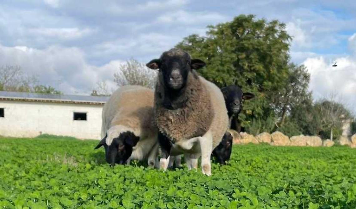La società agricola Oretta e la carne Jananera, ospite d'eccellenza a "Bee"