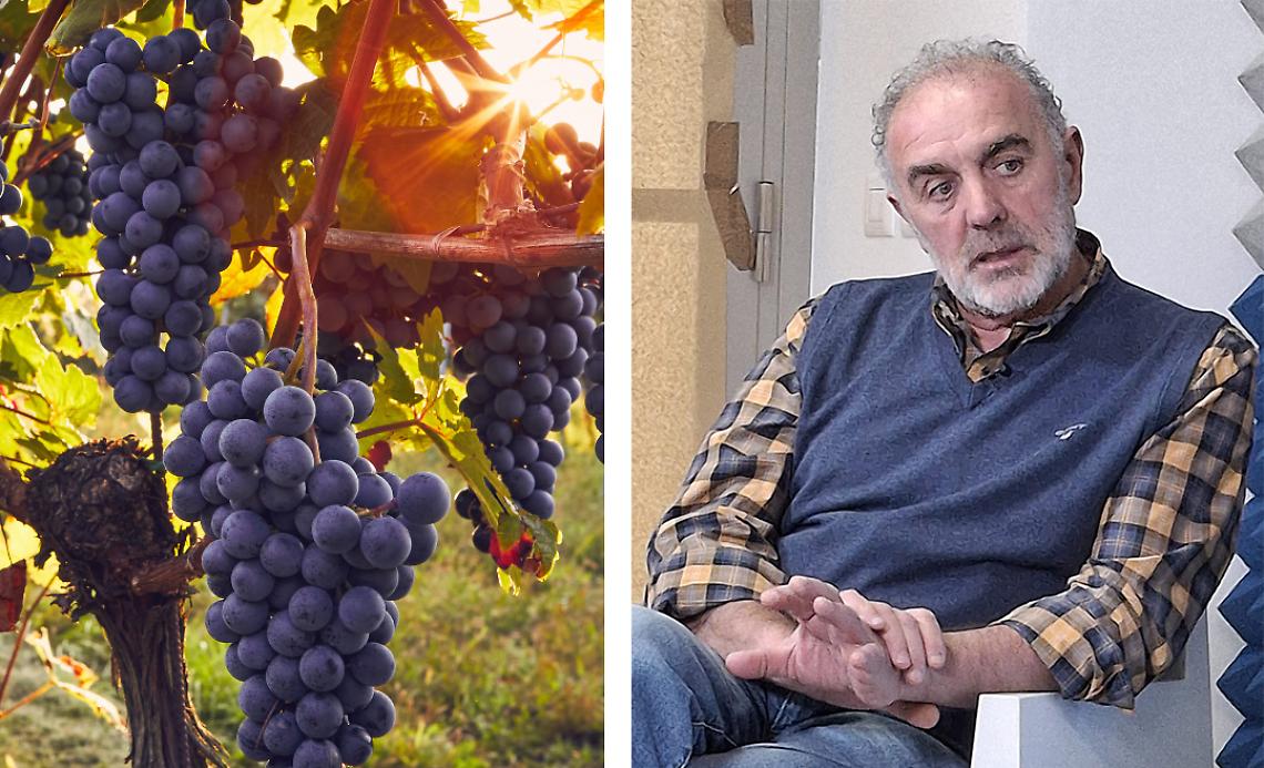 Prezzo delle uve: «Con le medie di quest’anno è difficile mantenere i vigneti»