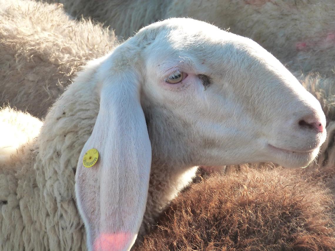 "Bee - Sapori di montagna": annullata la giornata fieristica del 16 novembre