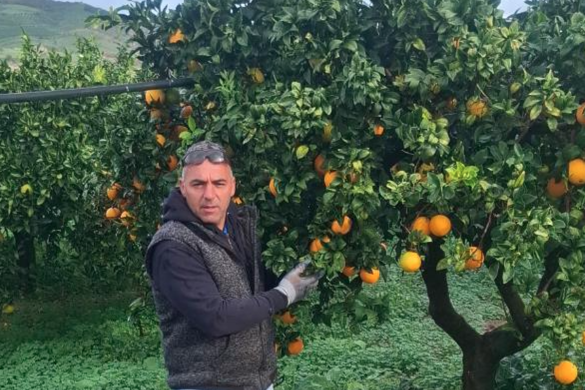 Dolci, succose, autentiche: le arance di Salvatore sono tornate a Bastia Mondovì