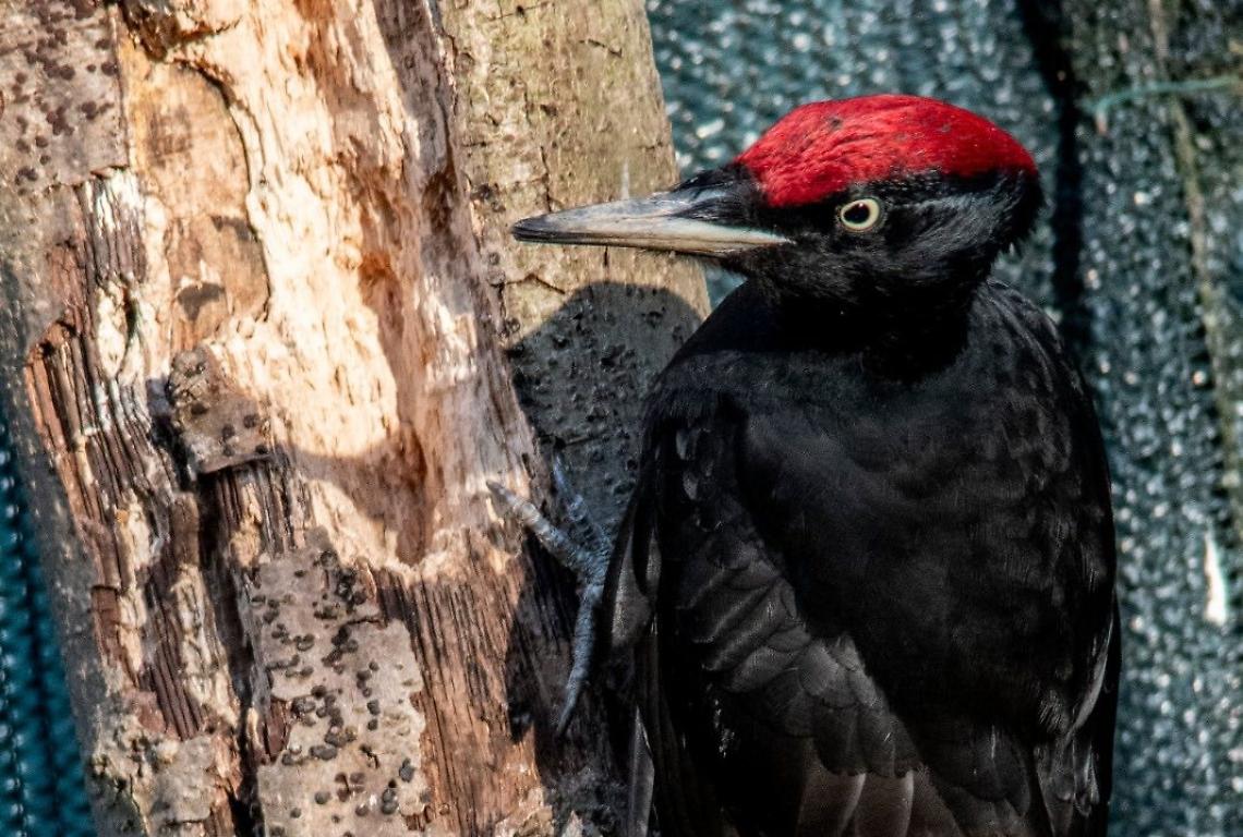 Urtato da un'auto e poi curato, ora il "Picchio nero" è pronto per tornare in libertà