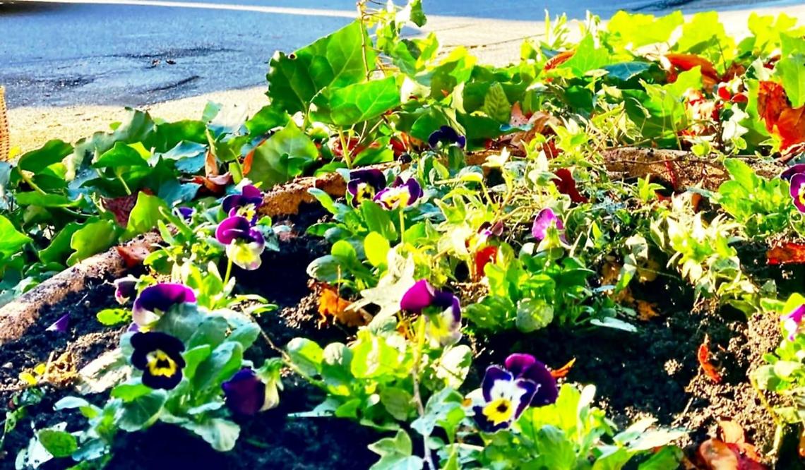 Quando la bellezza nasce dal volontariato: il borgo antico "si veste" di violette