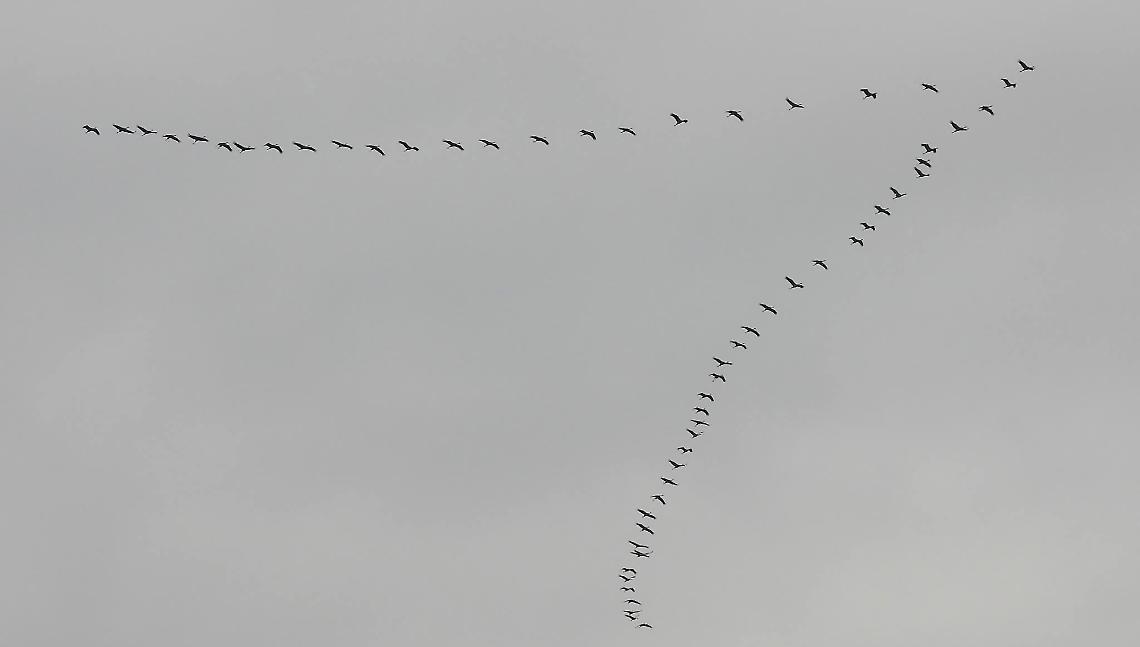 Uno stormo di 60 gru sui nostri cieli: sapete perché volano in "formazione a V"?