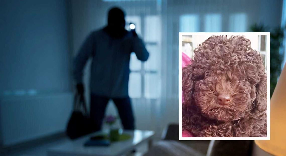 «Hanno rubato Kimi, la mia cucciola di barboncino», l'appello dopo il furto in casa