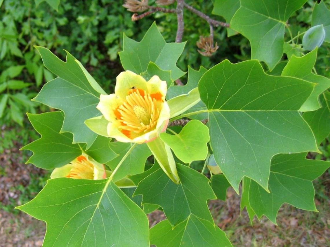 Tre nuove piante sulla piazza delle Scuole: c'è anche un... albero dei tulipani
