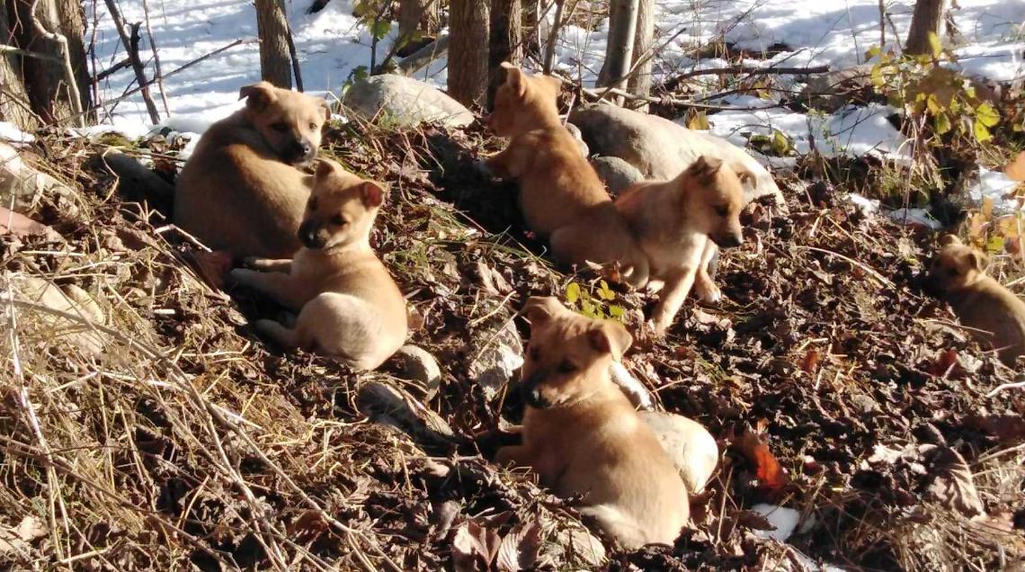 Abbandonati a morire lungo il Pesio: l'intervento del Comune salva 8 cagnolini