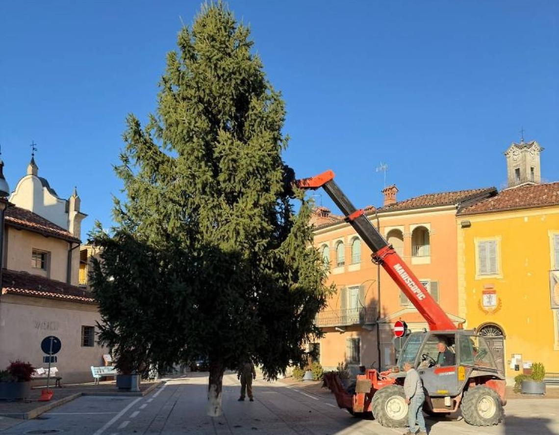 In piazza arriva un grande albero di Natale: sarà decorato con... le zucche 
