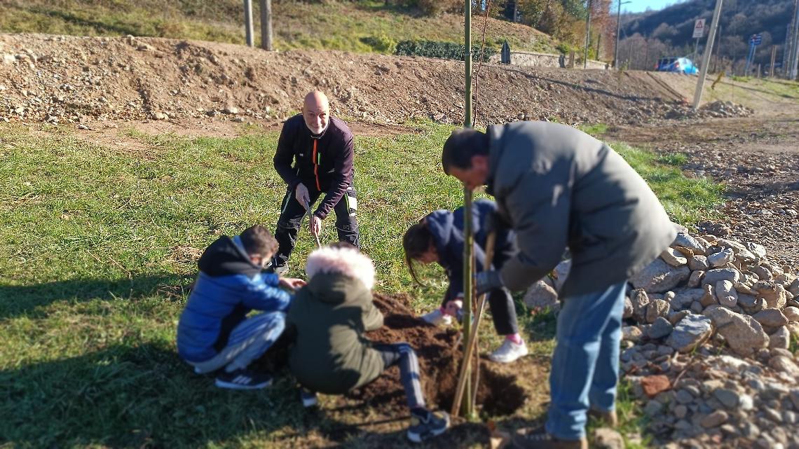 Abbatte 8 alberi malati, ne ripianta 68