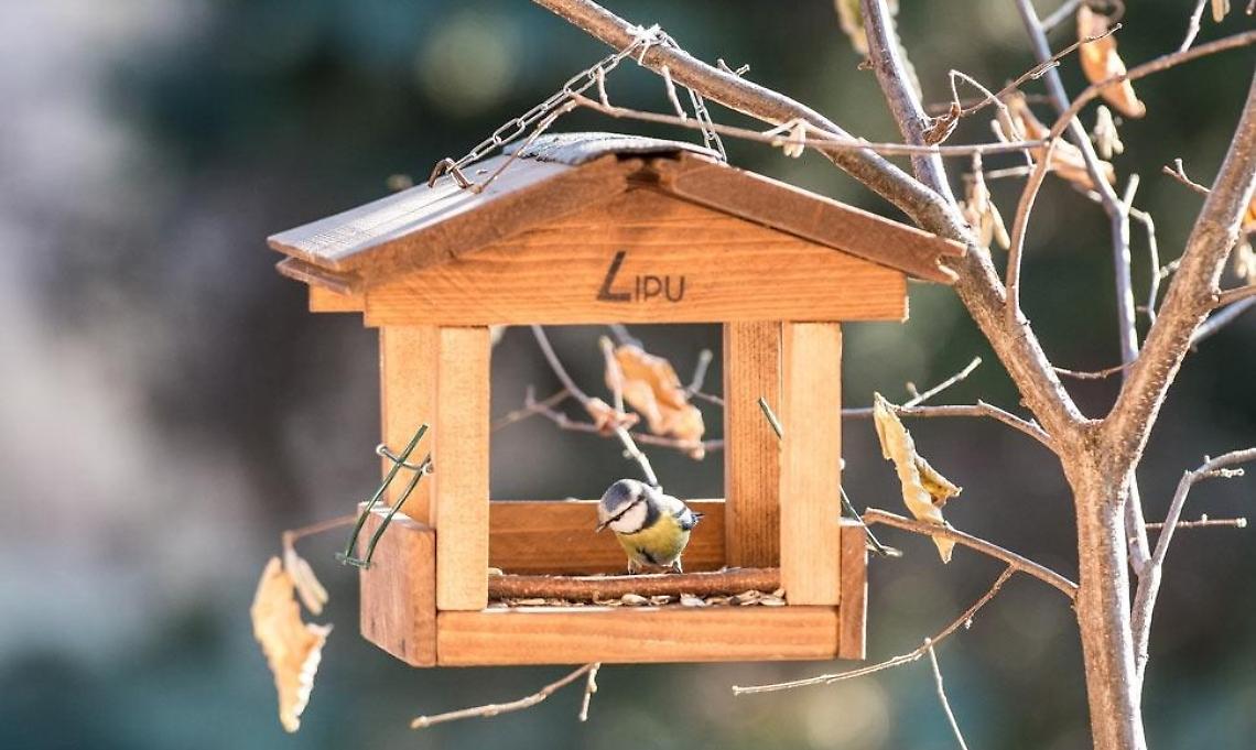 La mangiatoie invernali: ecco come aiutare gli uccellini di città, in inverno
