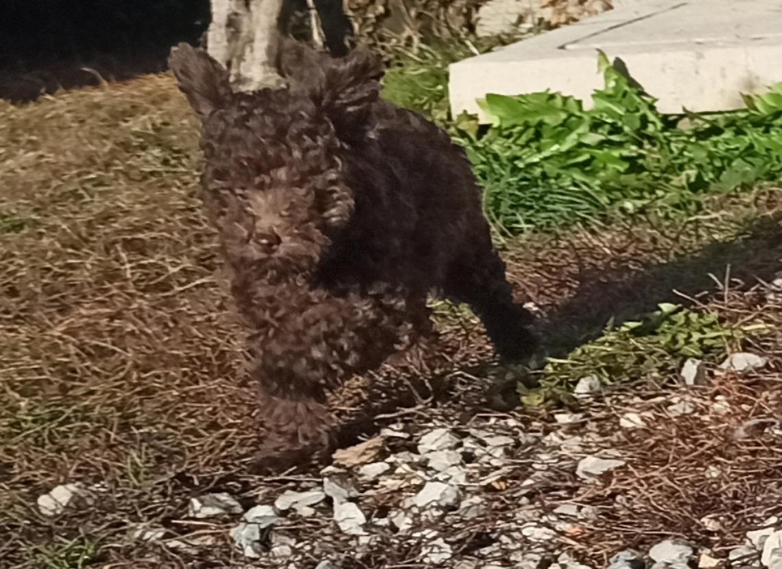 Lieto fine per Kimi: la cagnolina rubata a Mombasiglio è stata ritrovata a Torino