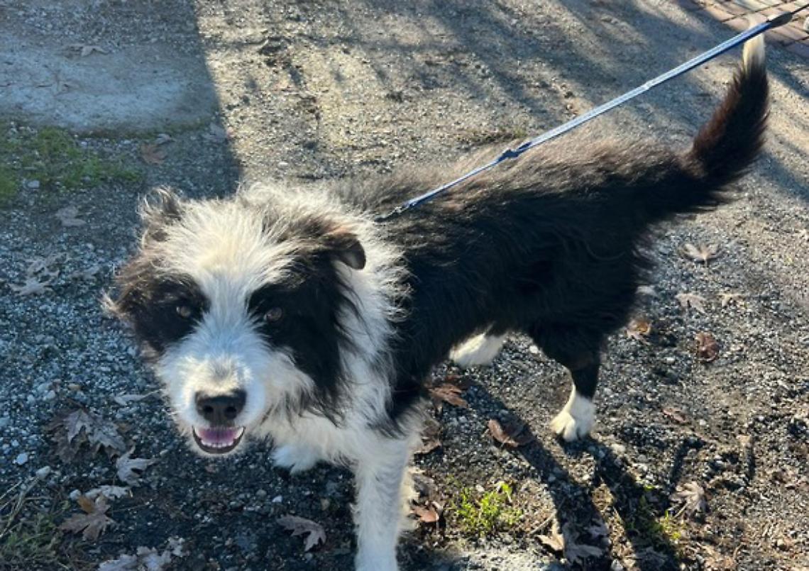 Di chi è questo cane ritrova a Ceva?