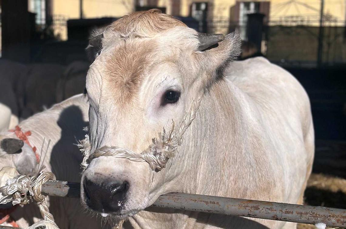 A Ceva è il giorno della “Fiera di Santa Lucia”