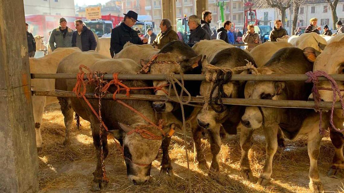 Incidente alla rassegna bovina, un ferito portato in Ospedale