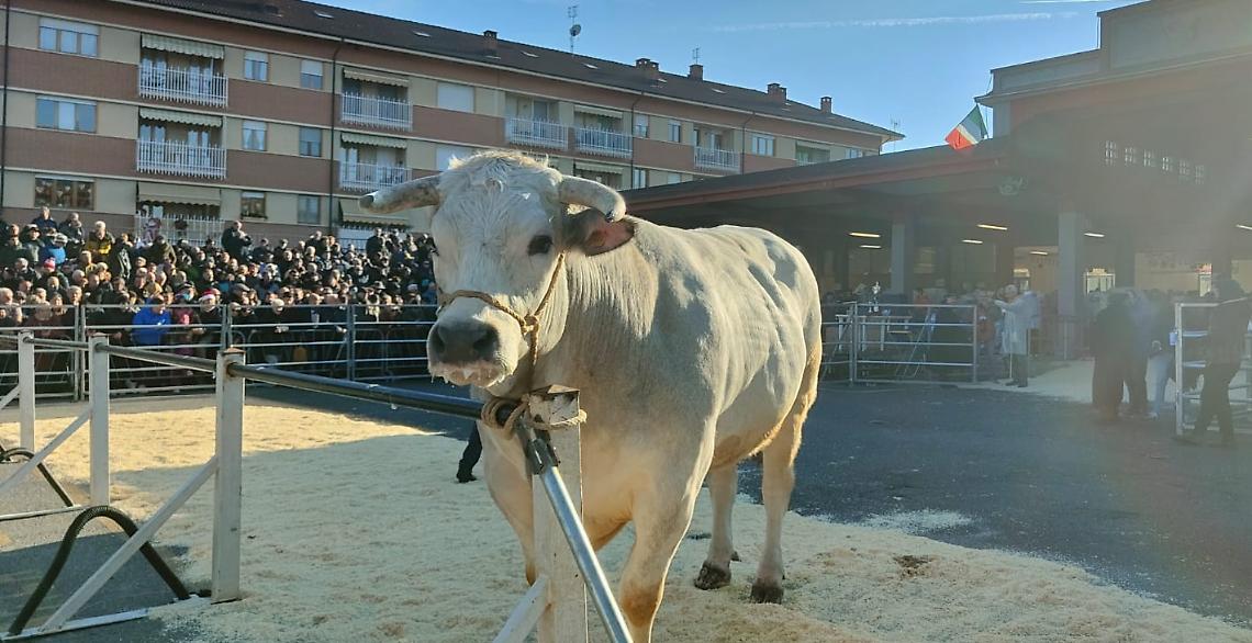 Un gigante tra i giganti: "Everest" è il bue più pesante della Fiera di Carrù