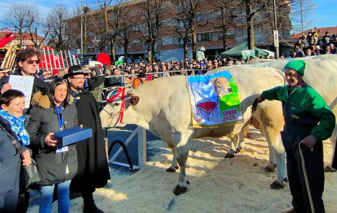 Giovanni Rocca vince nella sua Carrù: il bue "Fol" domina la scena