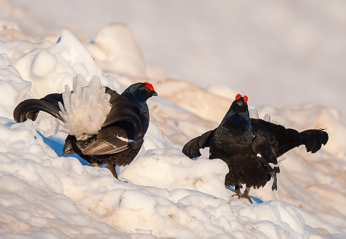 &laquo;Con sci e ciaspole fate attenzione al gallo forcello, che passa l'inverno in una tana nella neve!&raquo;