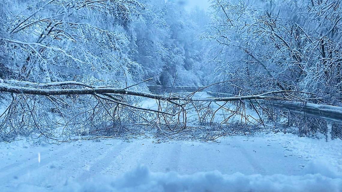 Interruzione temporanea sulla Fondovalle Casotto per un albero caduto sulla carreggiata