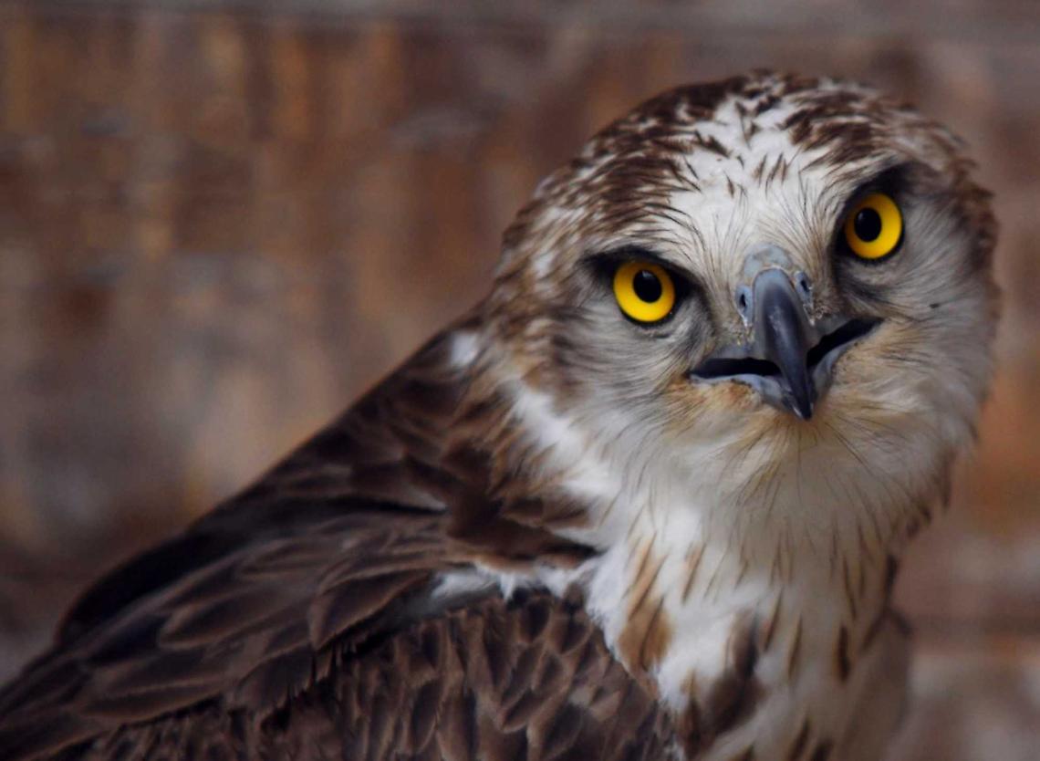 Fierobecco e Remigio, rapaci salvati che tornano a volare