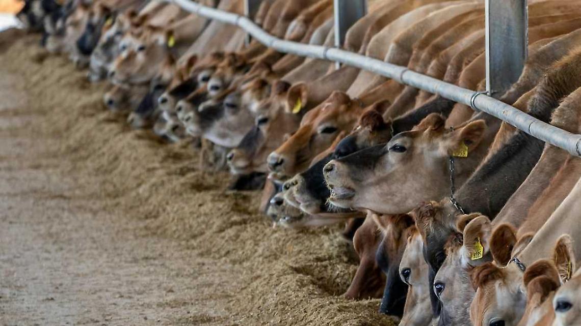 Cede una grata, bovini cadono nel liquame: un decesso, gli altri salvati 
