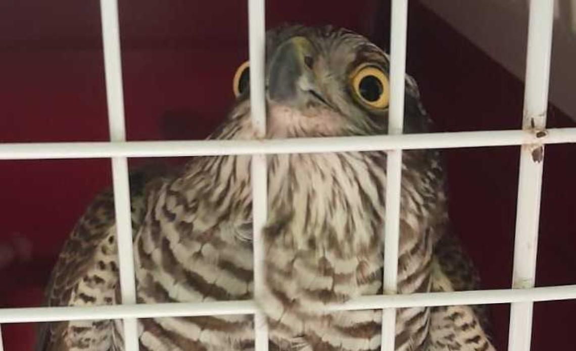 Sparviere intrappolato in una vetrina, i Vigili del fuoco lo liberano 