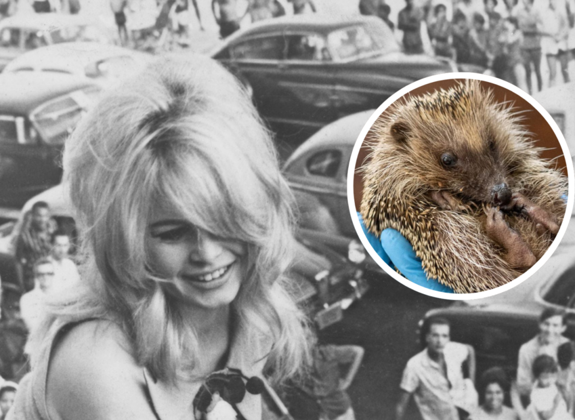 Brigitte Bardot e i ricci delle Langhe: l&rsquo;eredit&agrave; pi&ugrave; tenera della diva