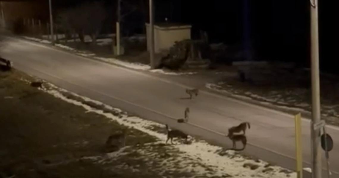 Sette sagome nella notte: il video che riaccende il dibattito sui lupi