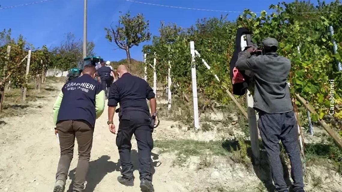 Controlli nelle vigne: multe per quasi 50 mila euro