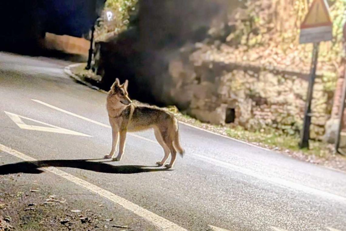 Lupo avvistato a Piazza? &laquo;Si tratta di un cane&raquo;