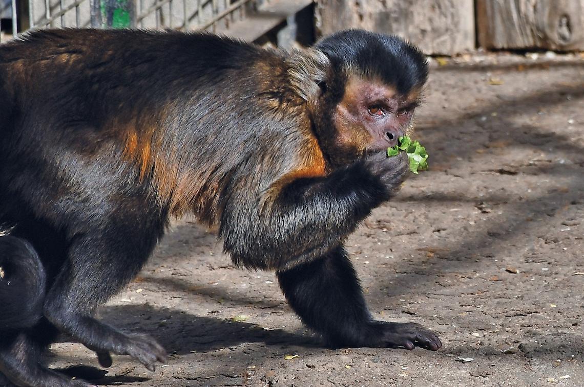 No allo speco alimentare: &laquo;Le eccedenze dei ristoranti diventano cibo per animali&raquo;