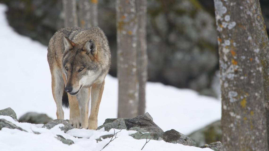 Ci sono 1.124 lupi nelle Regioni Alpine: pi&ugrave; di un terzo si trova in Piemonte